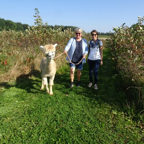 Alpakawanderung 4-min